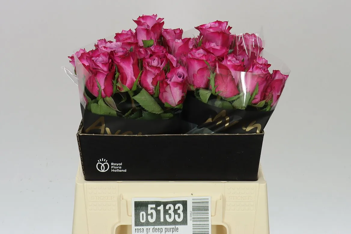 Ruža Deep Purple • 40 cm