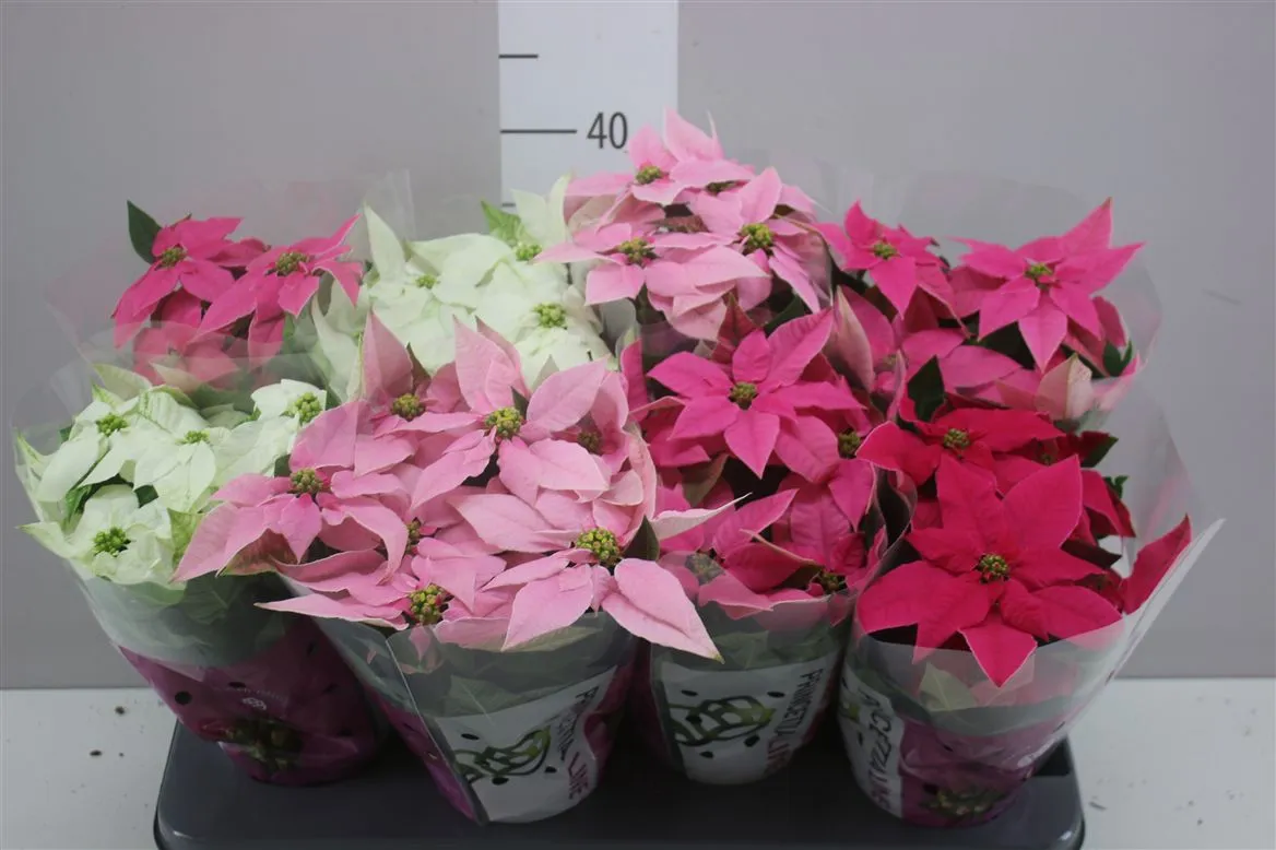 Euphorbia P Pri Gemengd • črepník 12 cm