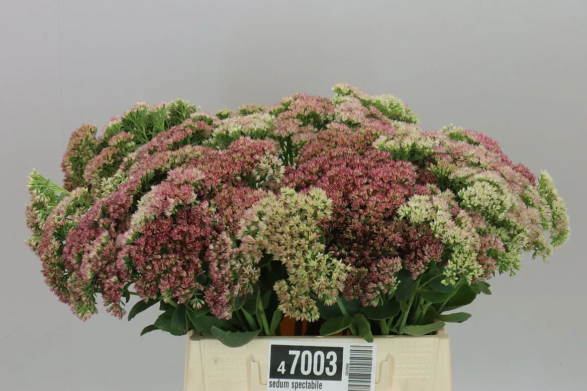 Sedum Spectabile • 40 cm