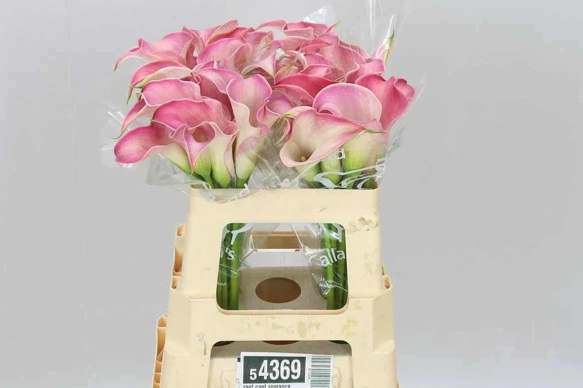 Kala Capt Romance • 55 cm