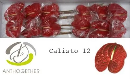 Anth Calisto
