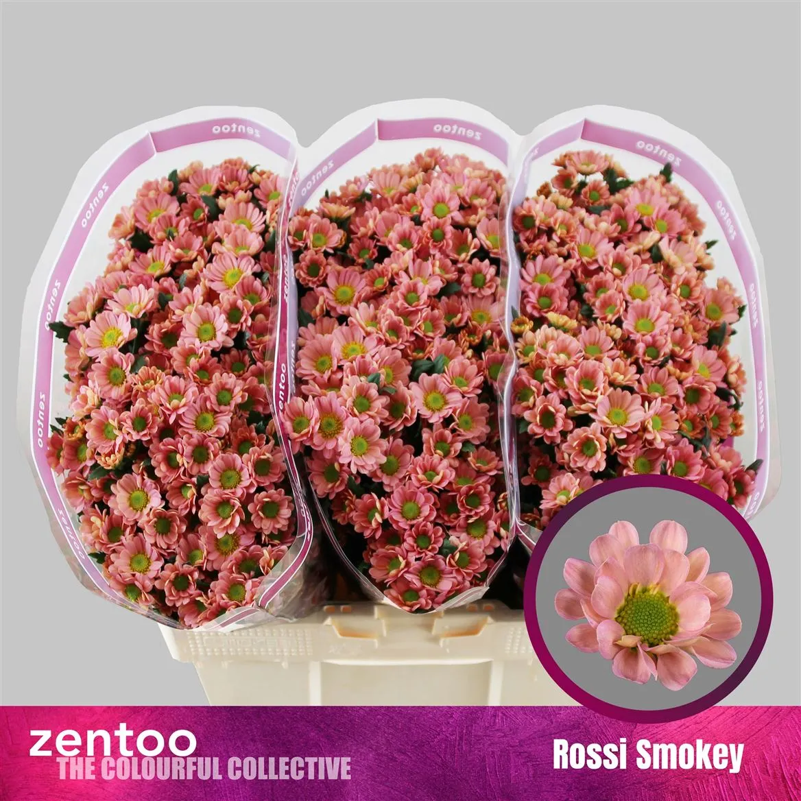 Chryzantéma santini Rossi Smokey • 55 cm