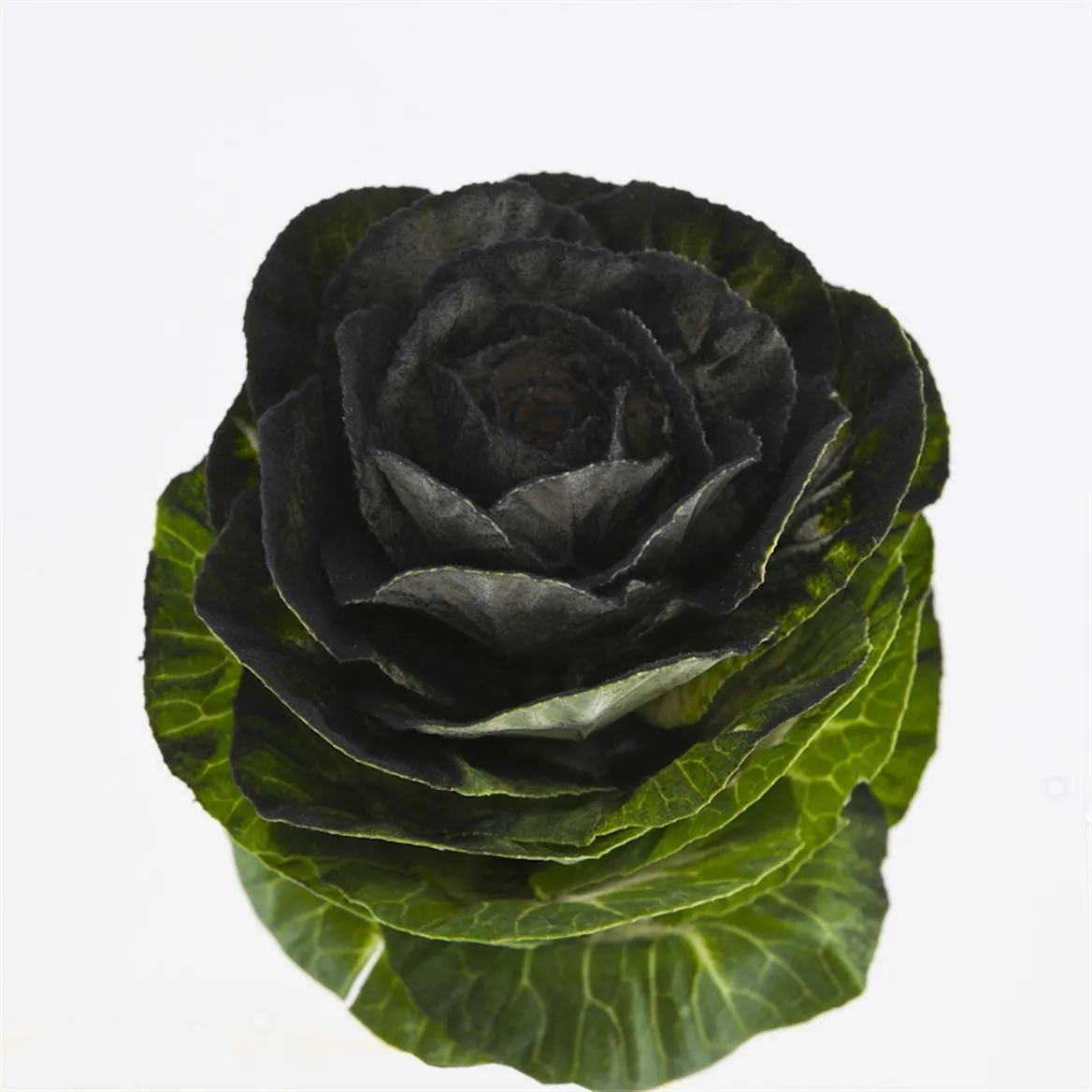 Brassica Powdered Black • 60 cm