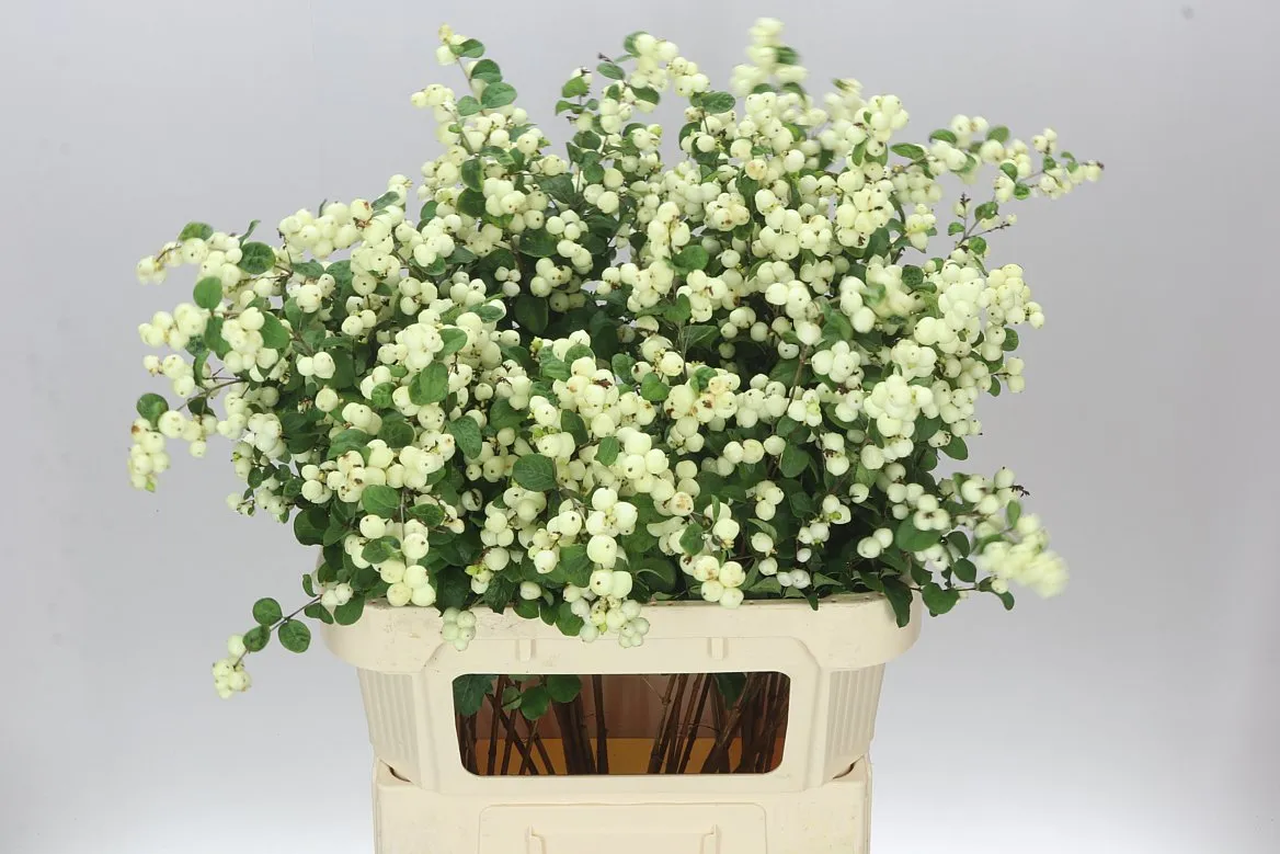 Symph Lemon Lime • 80 cm