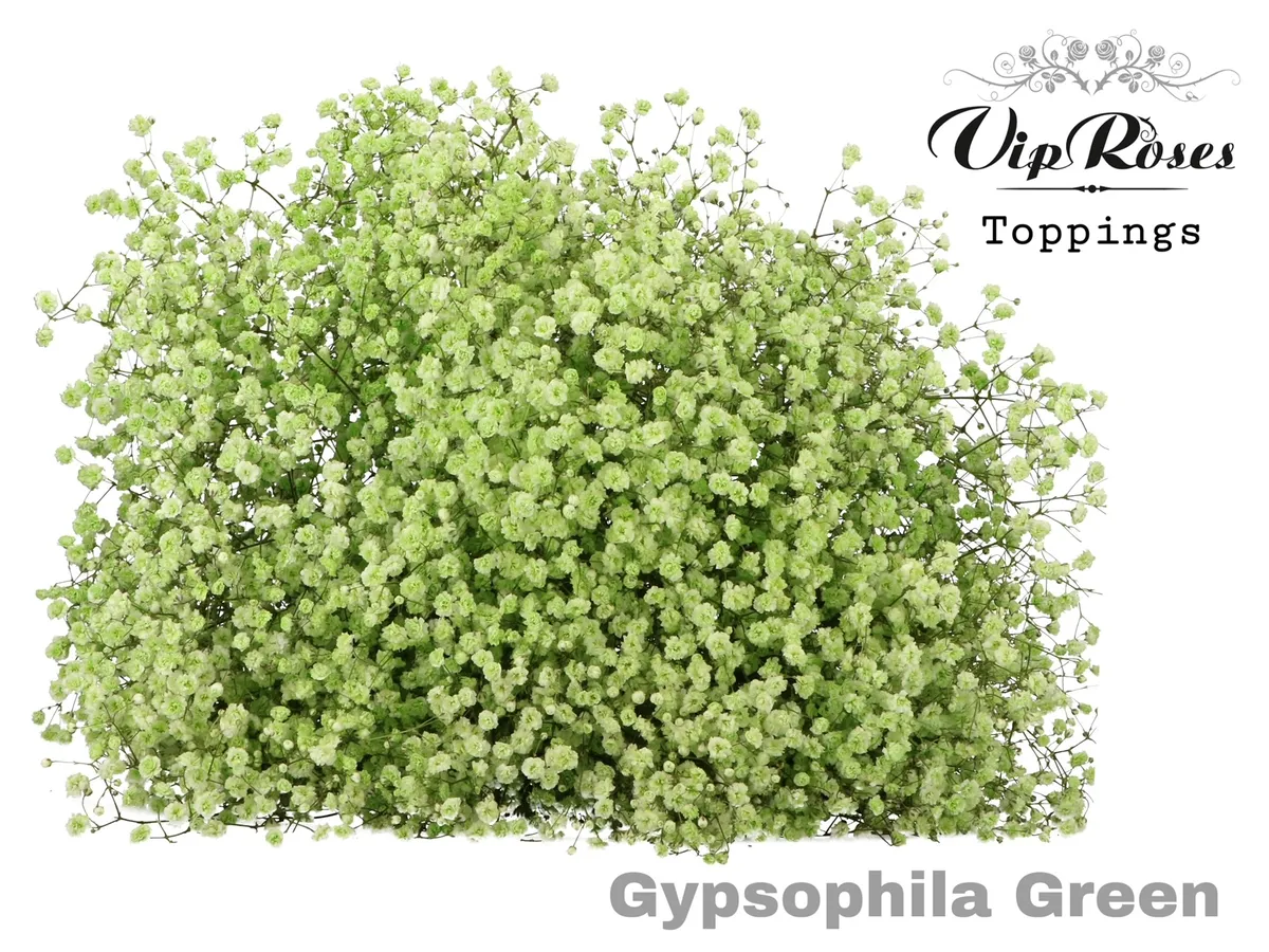 Gypsofila Pa Green • 80 cm