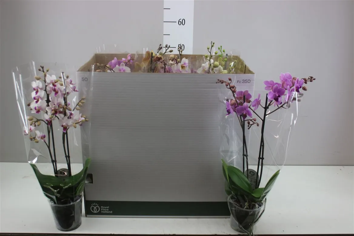 Orchidea Phalaenopsis Mtfl mix, 2 výhony • črepník 12 cm