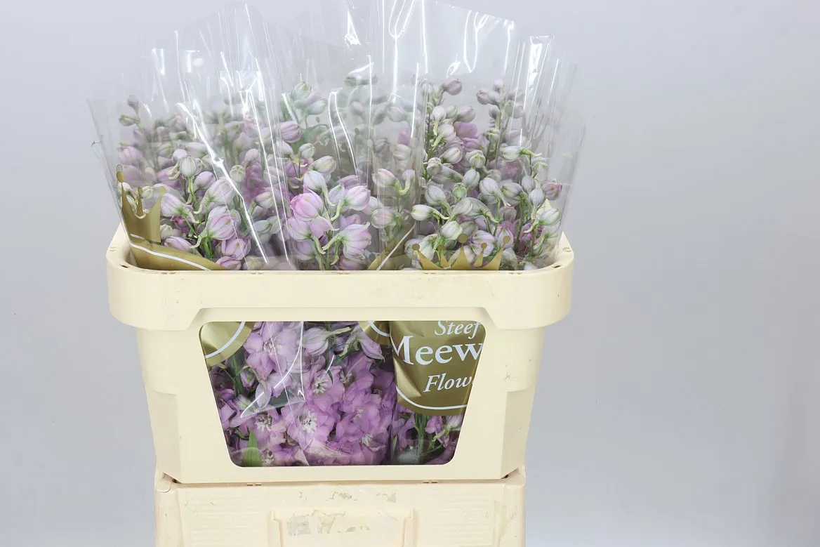 Delph El Dewi Hercules • 70 cm