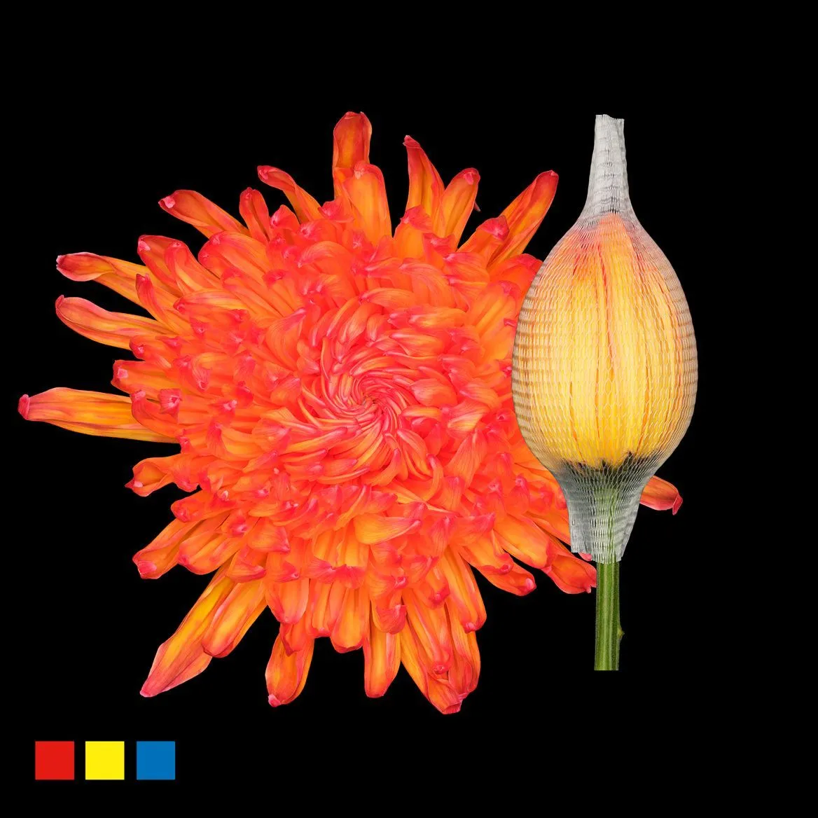 Chryzantéma veľkokvetá Stravina Moonshine • 70 cm