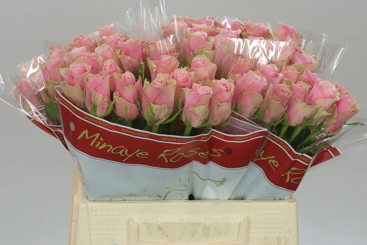 Ruža Athena Royale • 40 cm