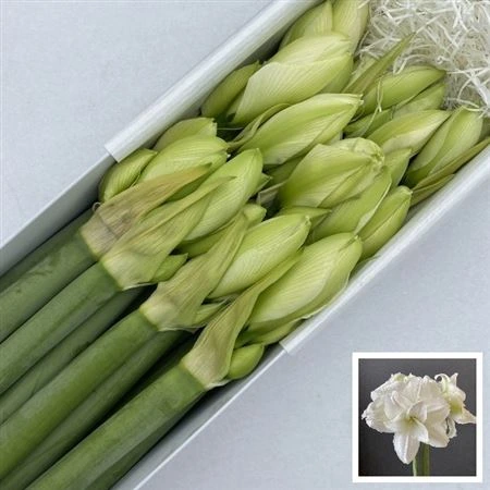 Amarylis Dg Wimbledon • 70 cm