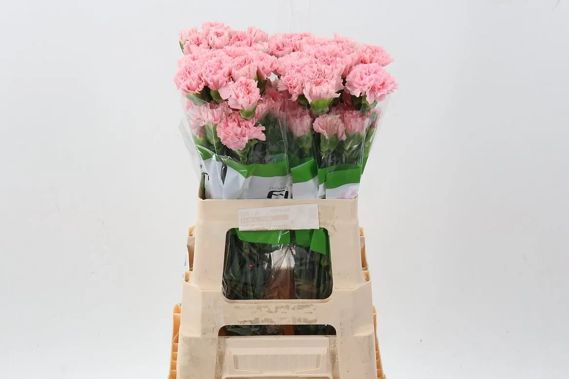 Di St Doncel • 60 cm