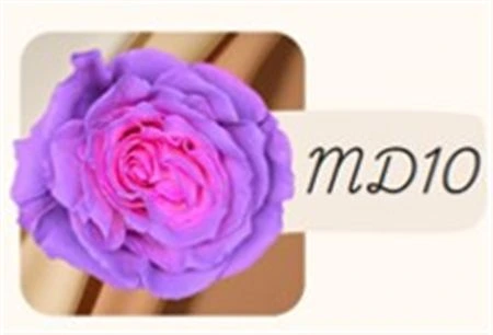 Ruža farbená Md10, Ekvádor • 50 cm