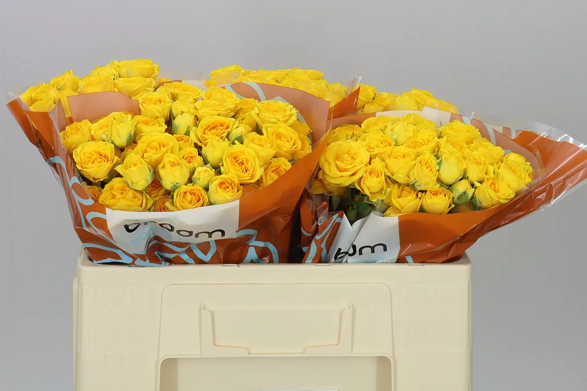Rosa Tr Ramona • 50 cm