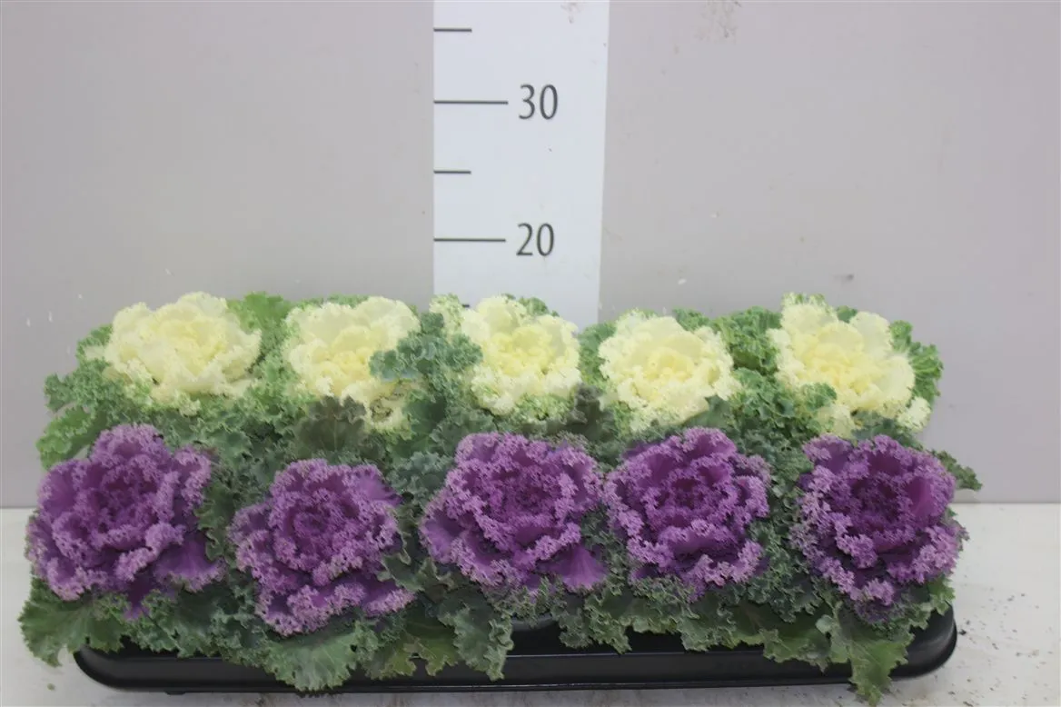 Brassica Sierkool Gekruld Gemengd • črepník 9 cm