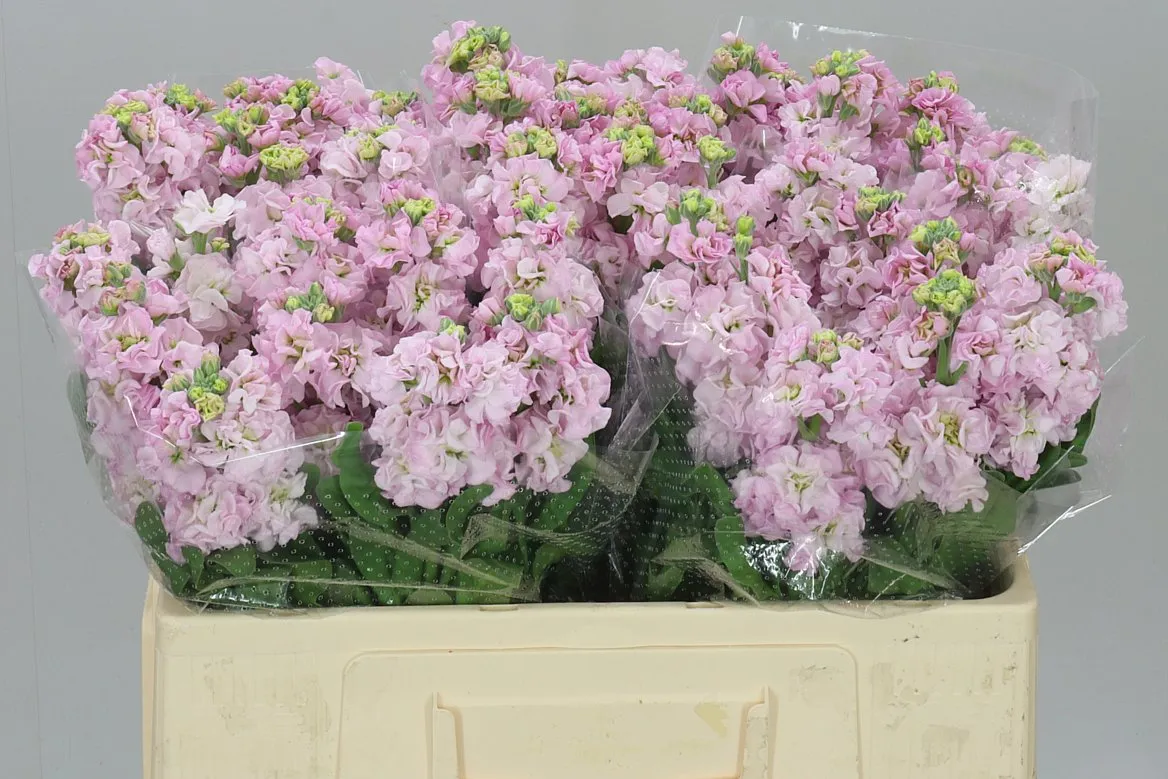 Matthiola Pale Pink • 54 cm