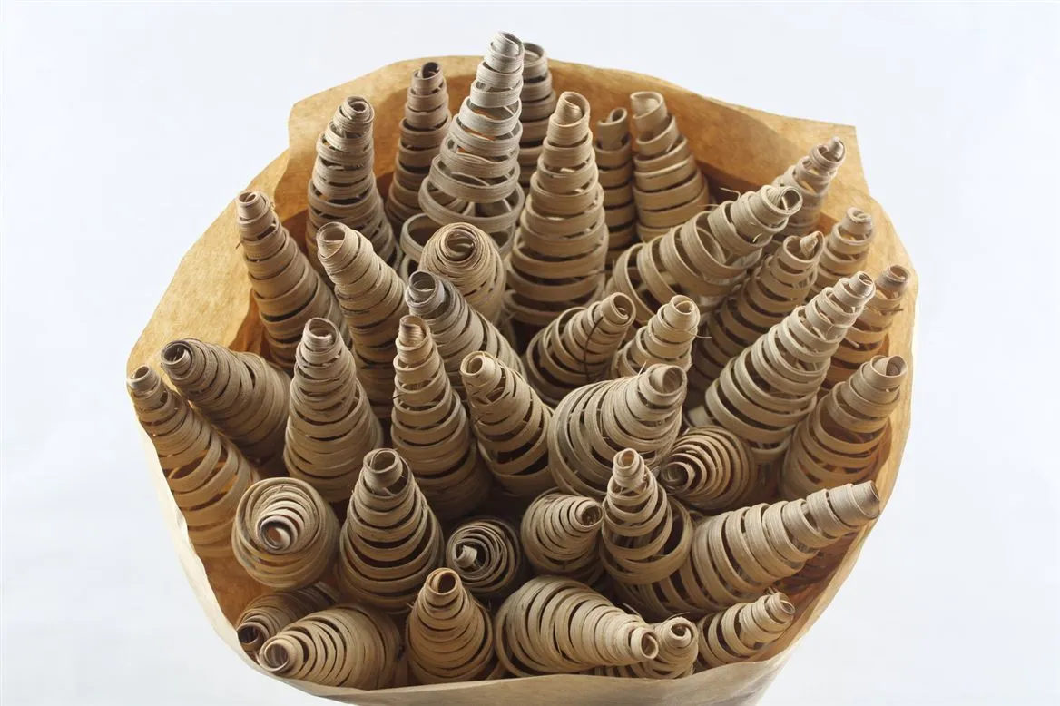 Puntspriaal Naturel X40, sušené • 50 cm