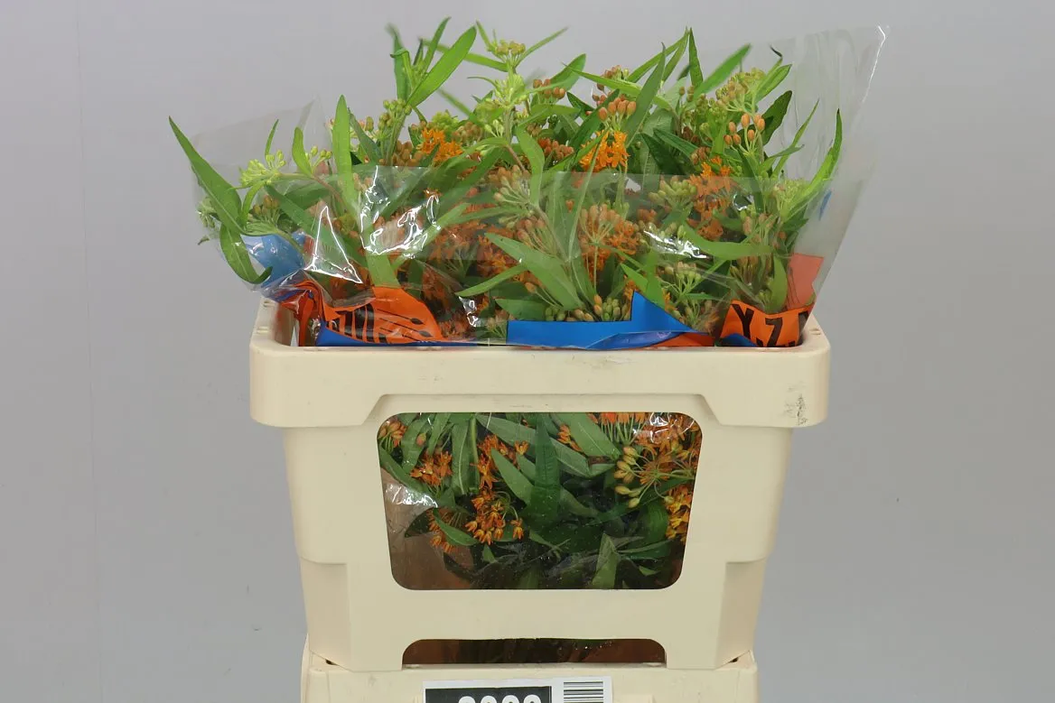 Asclepias Tuberosa • 45 cm