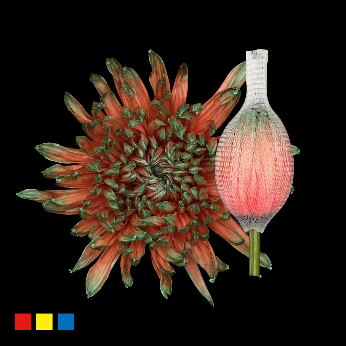 Chryzantéma veľkokvetá Stravina Menthol Red • 70 cm