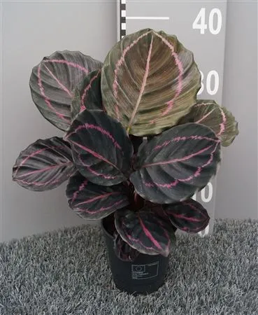Calathea Roseopicta 'dottie' • črepník 12 cm