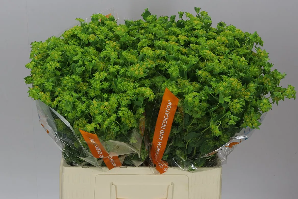 Bupleurum • 60 cm