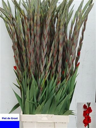 Gladiola Costello • 120 cm