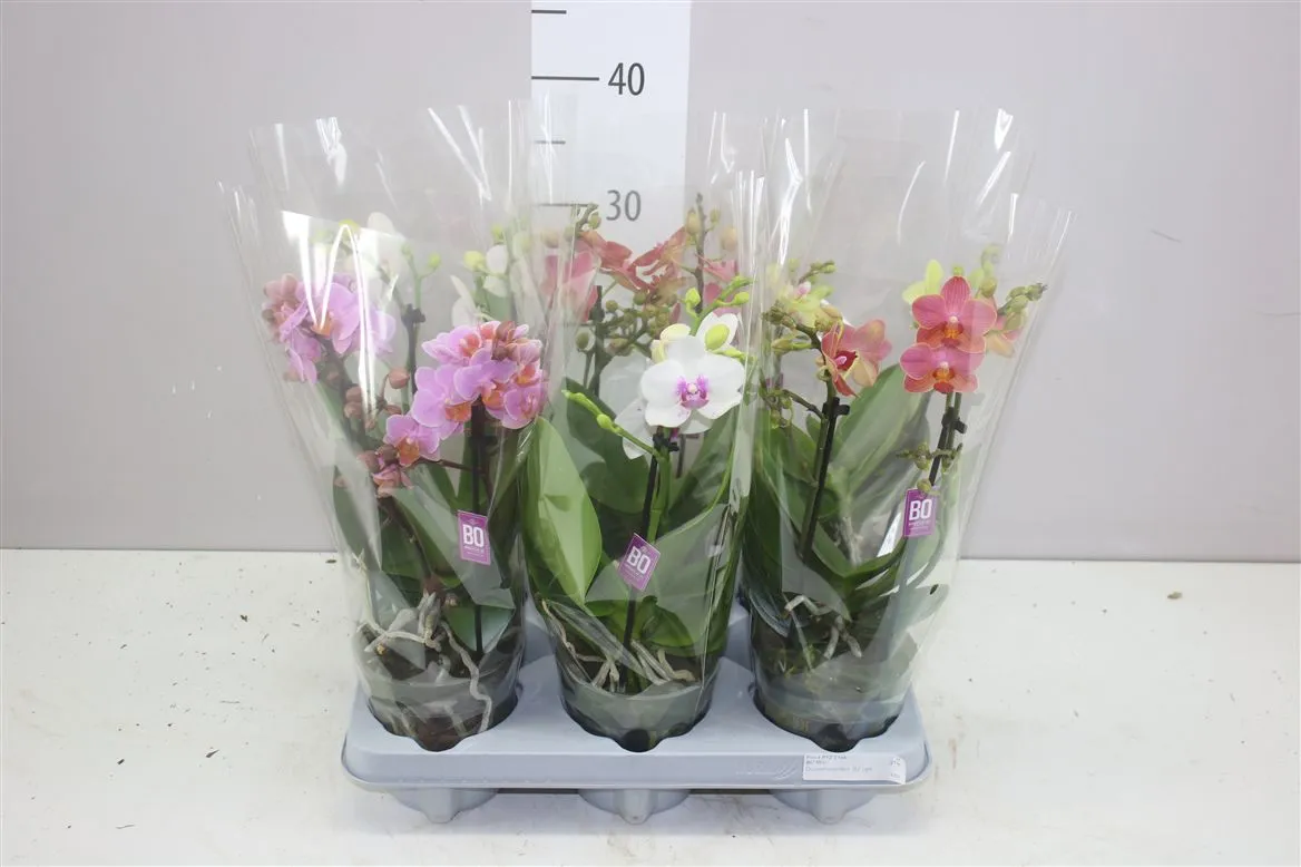 Orchidea Phalaenopsis Mtfl mix, 2 výhony • črepník 12 cm