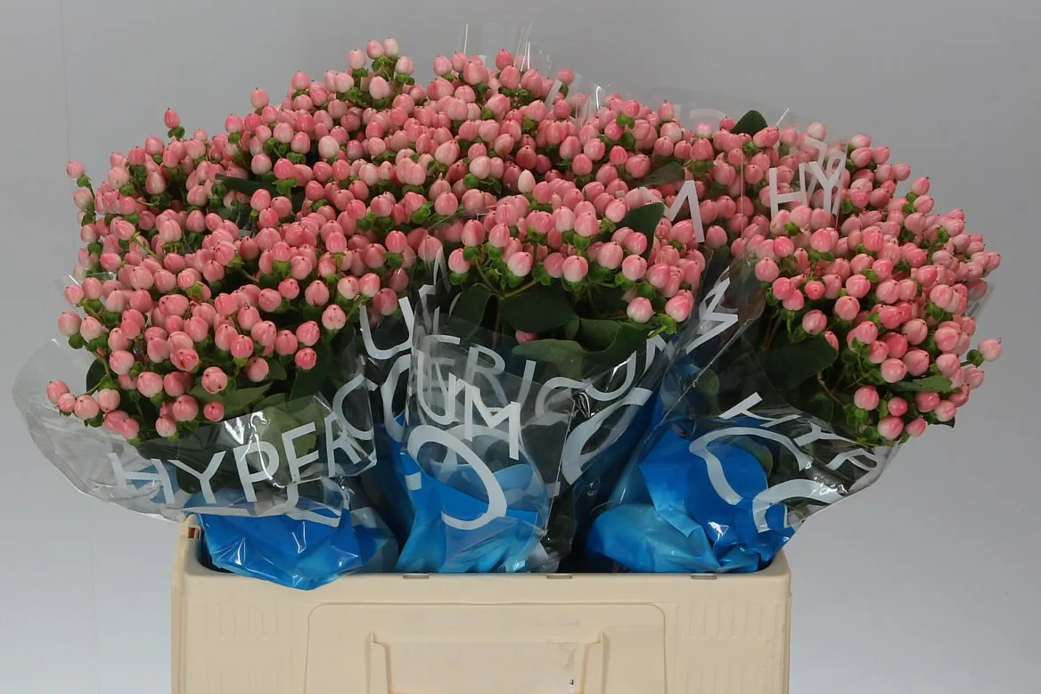 Hyperikum Coco Casino • 60 cm