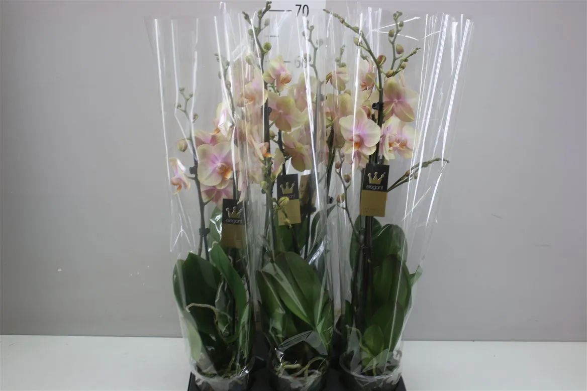 Phal Peaches 2 Tak • črepník 12 cm