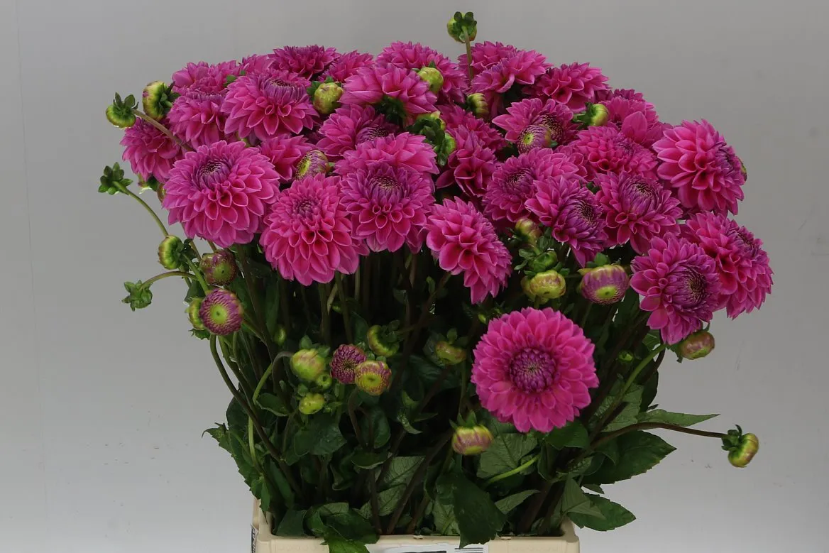 Dahlia Sandra • 55 cm