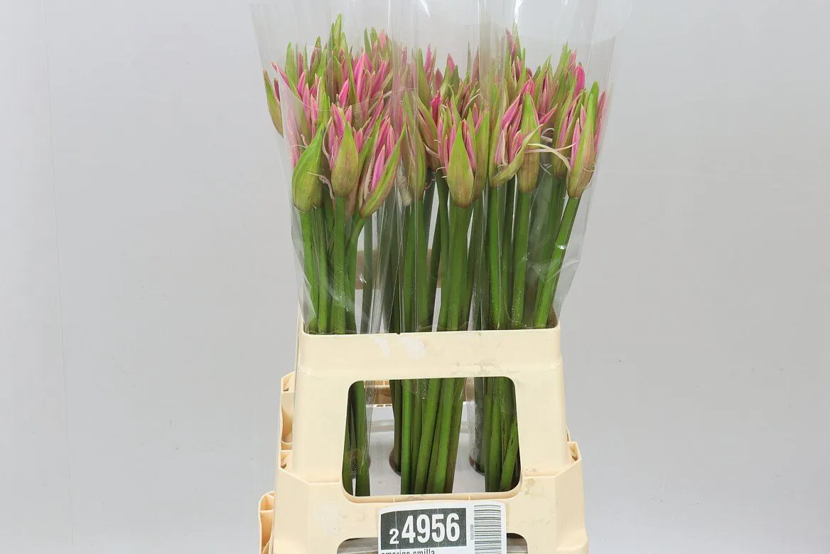 Amarine Smilla • 70 cm