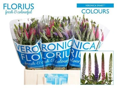 Veronica Colour mix X 25 • 60 cm