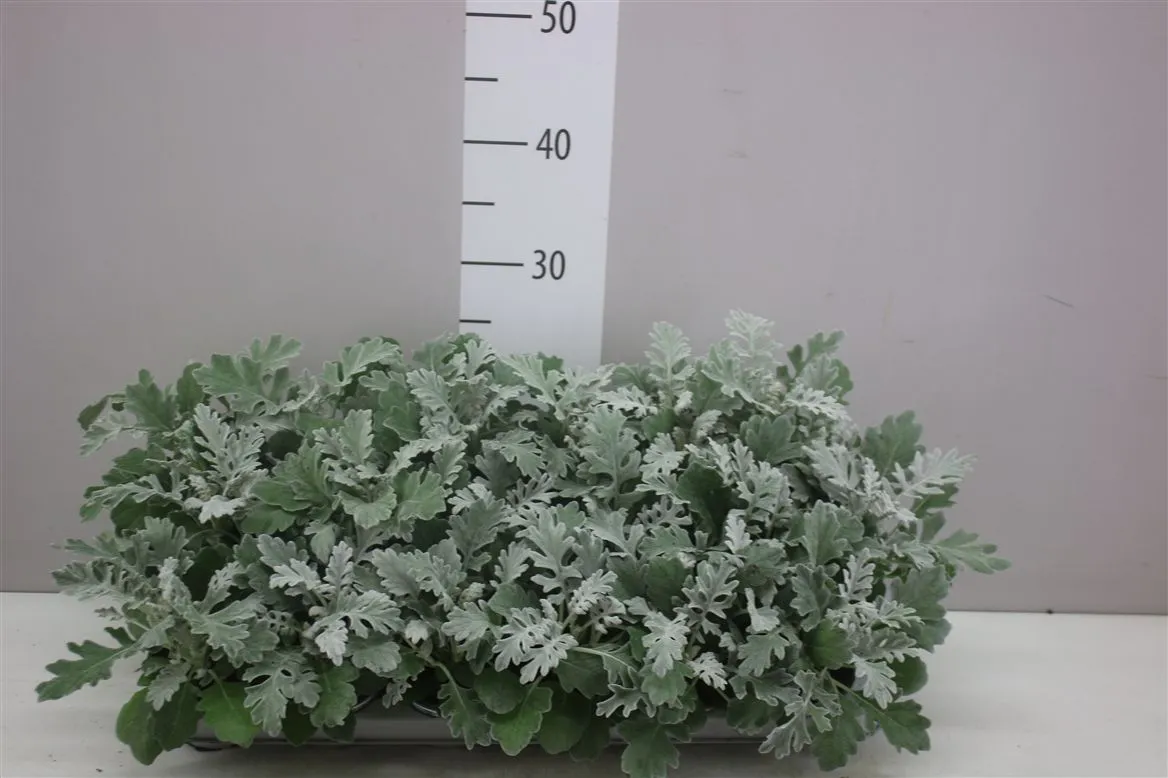 Senecio Cineraria • črepník 9 cm