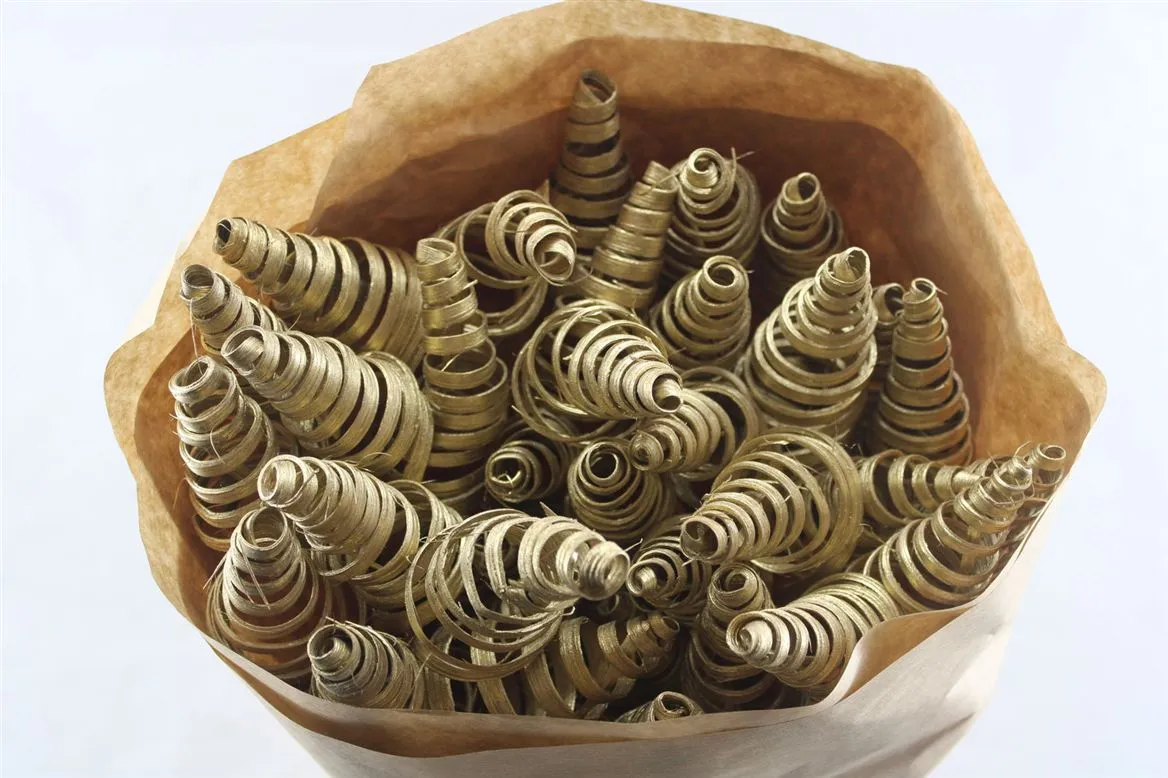 Puntspiraal Gold, sušené • 50 cm