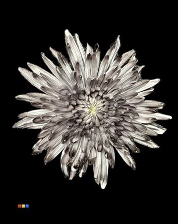 Chryzantéma veľkokvetá Topspin Black • 70 cm