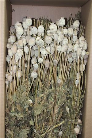 Poppies ( Papaver ), sušené