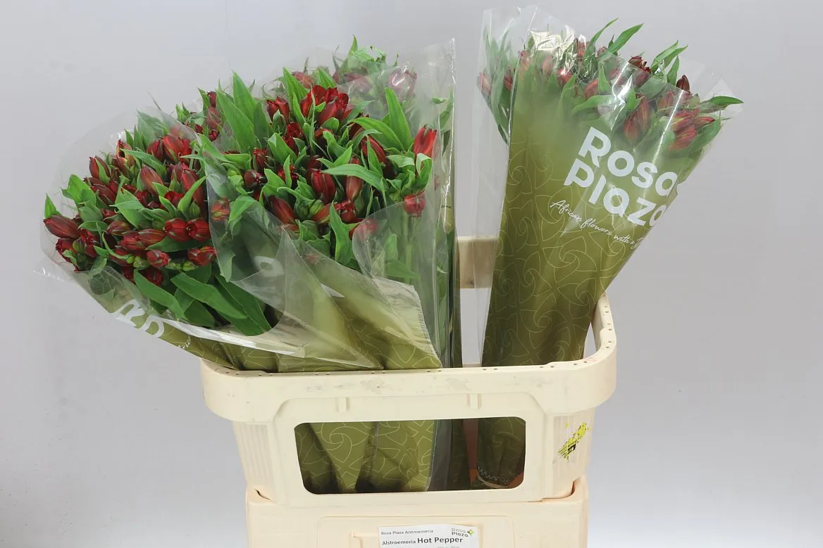 Alstro Hot Pepper • 75 cm