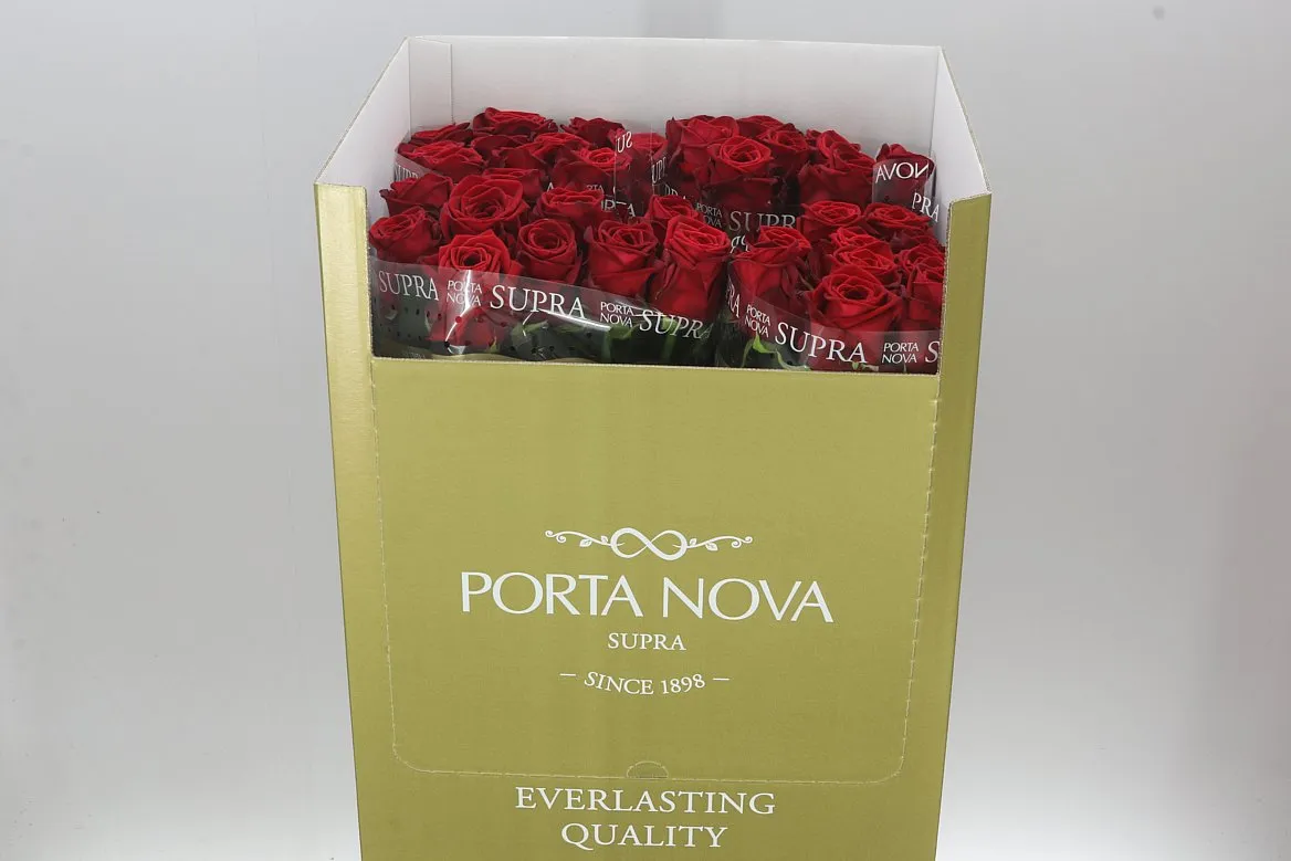 Rosa Gr Red Naomi Supra • 80 cm