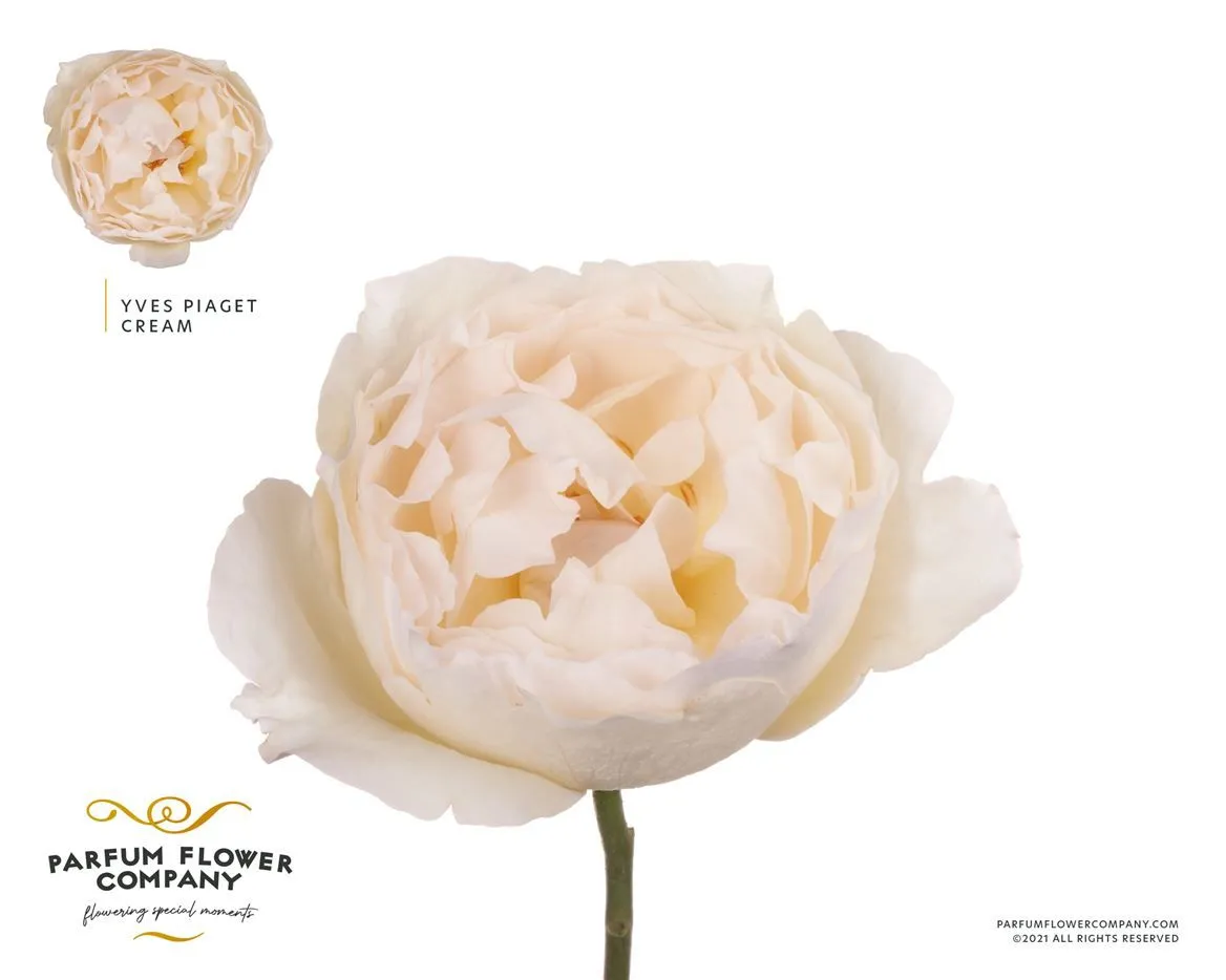 Rosa Gar Scented Cream Piaget • 50 cm