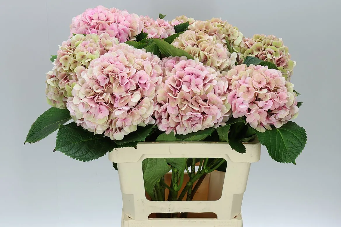 Hydrangea Vienna Classic • 60 cm