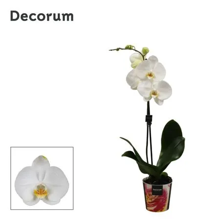 Phal Wit 1 Tak • črepník 12 cm
