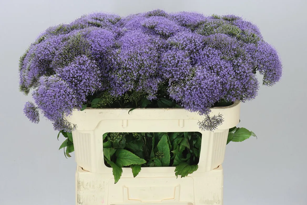 Trachelium Blue Lake Michig • 70 cm