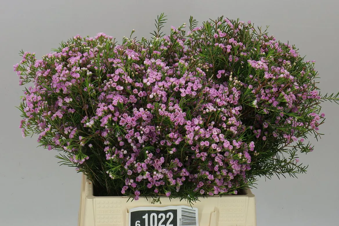 Voskovka Pink Pirouette • 40 cm