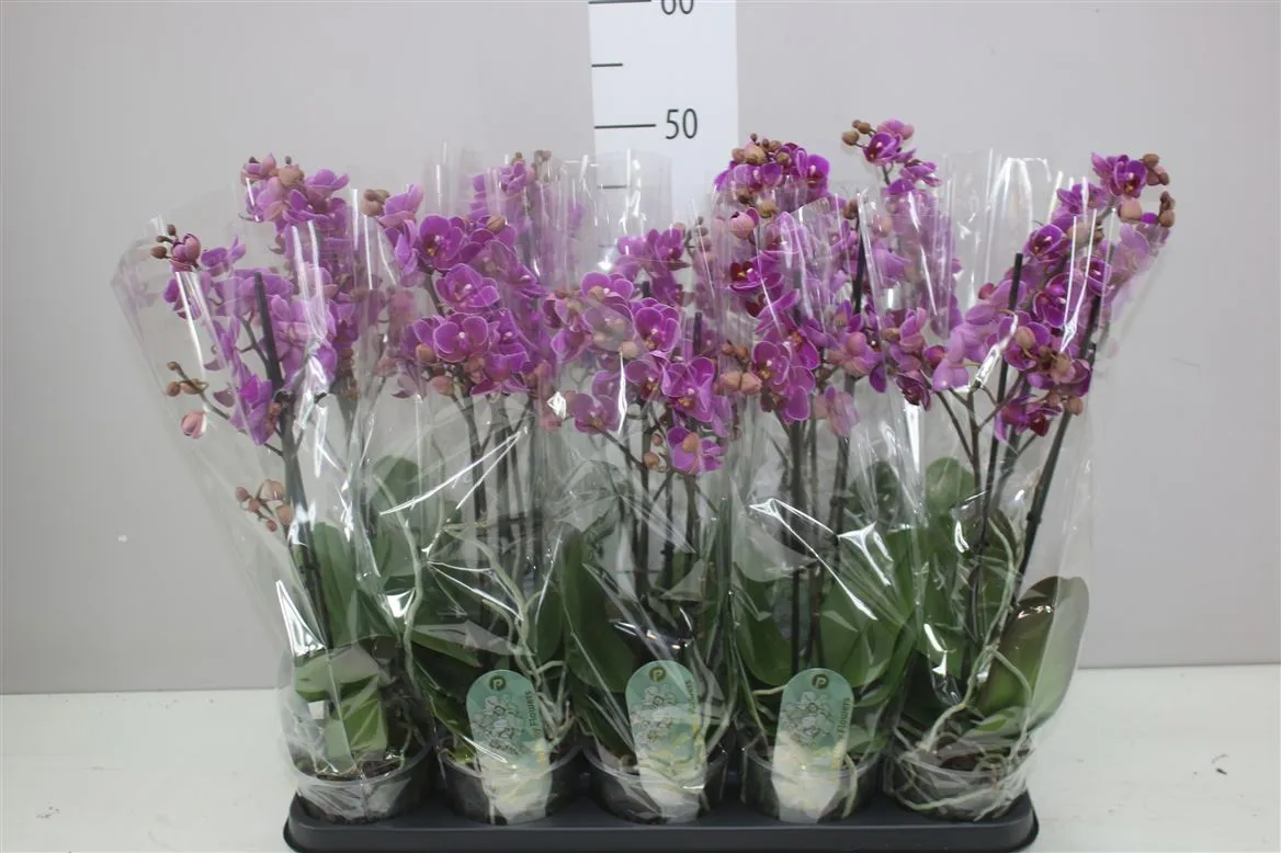 Orchidea Phalaenopsis Mtfl Merida, 2 výhony • črepník 12 cm