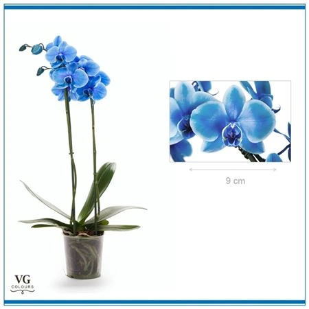 Orchidea Phalaenopsis Royal Art Blue, 2 výhony • črepník 12 cm