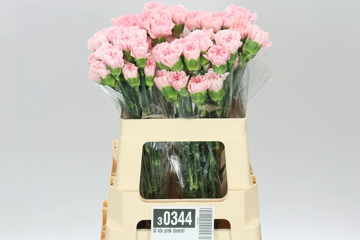 Karafiát Doncel • 55 cm