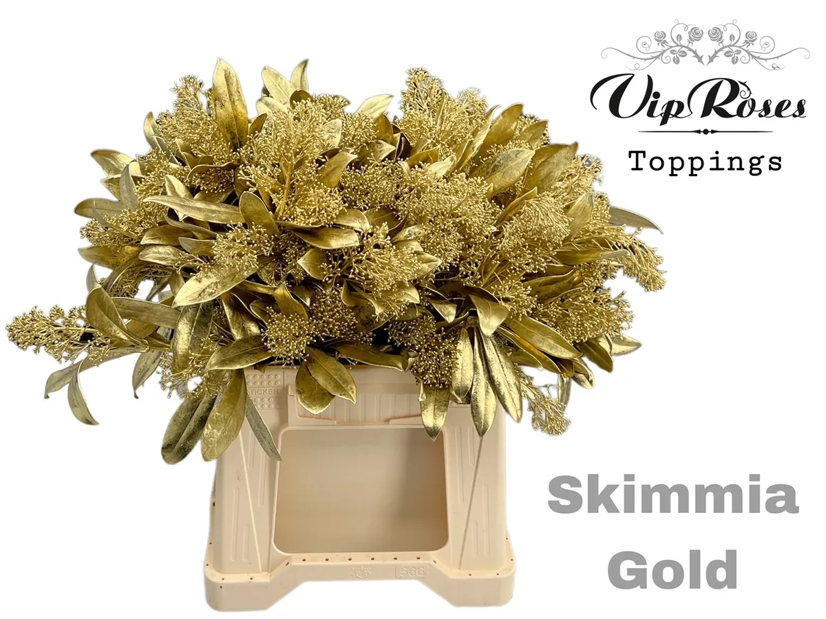 Skimmia Gold • 45 cm