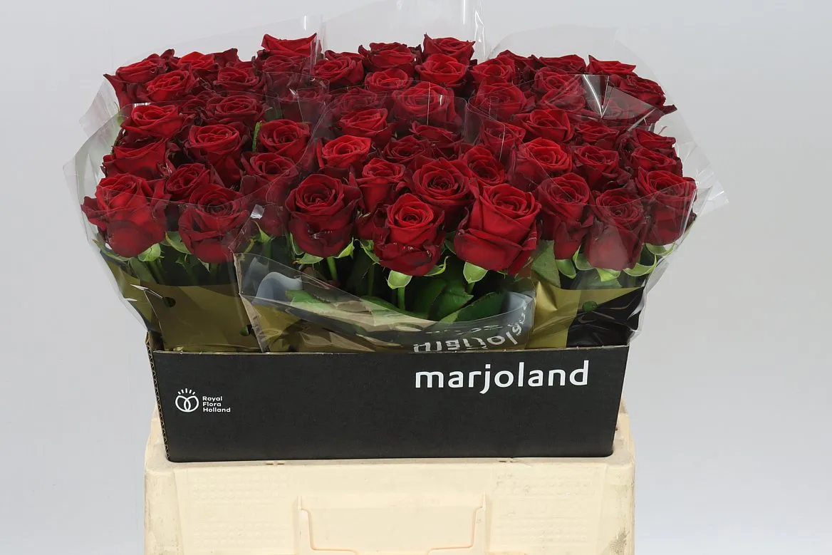 Ruža Red Naomi Mrjo • 60 cm