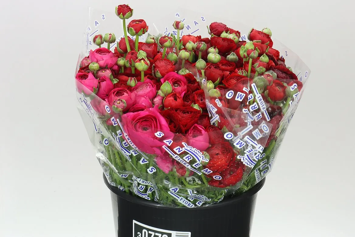 Iskerník Hot Pink • 40 cm