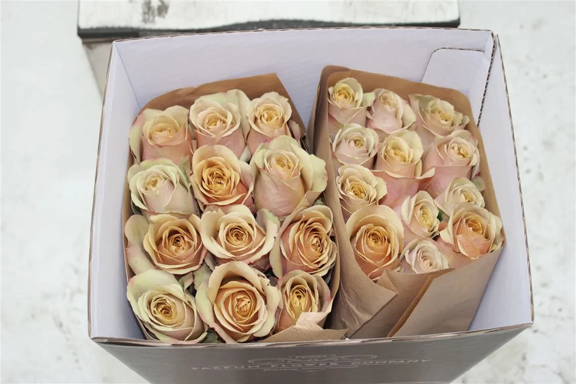 Rosa Gr Ec Golden Mustard • 50 cm