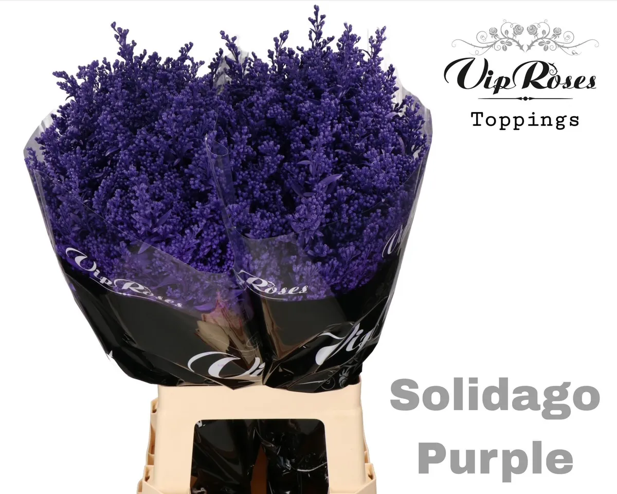 Solidago Purple • 70 cm